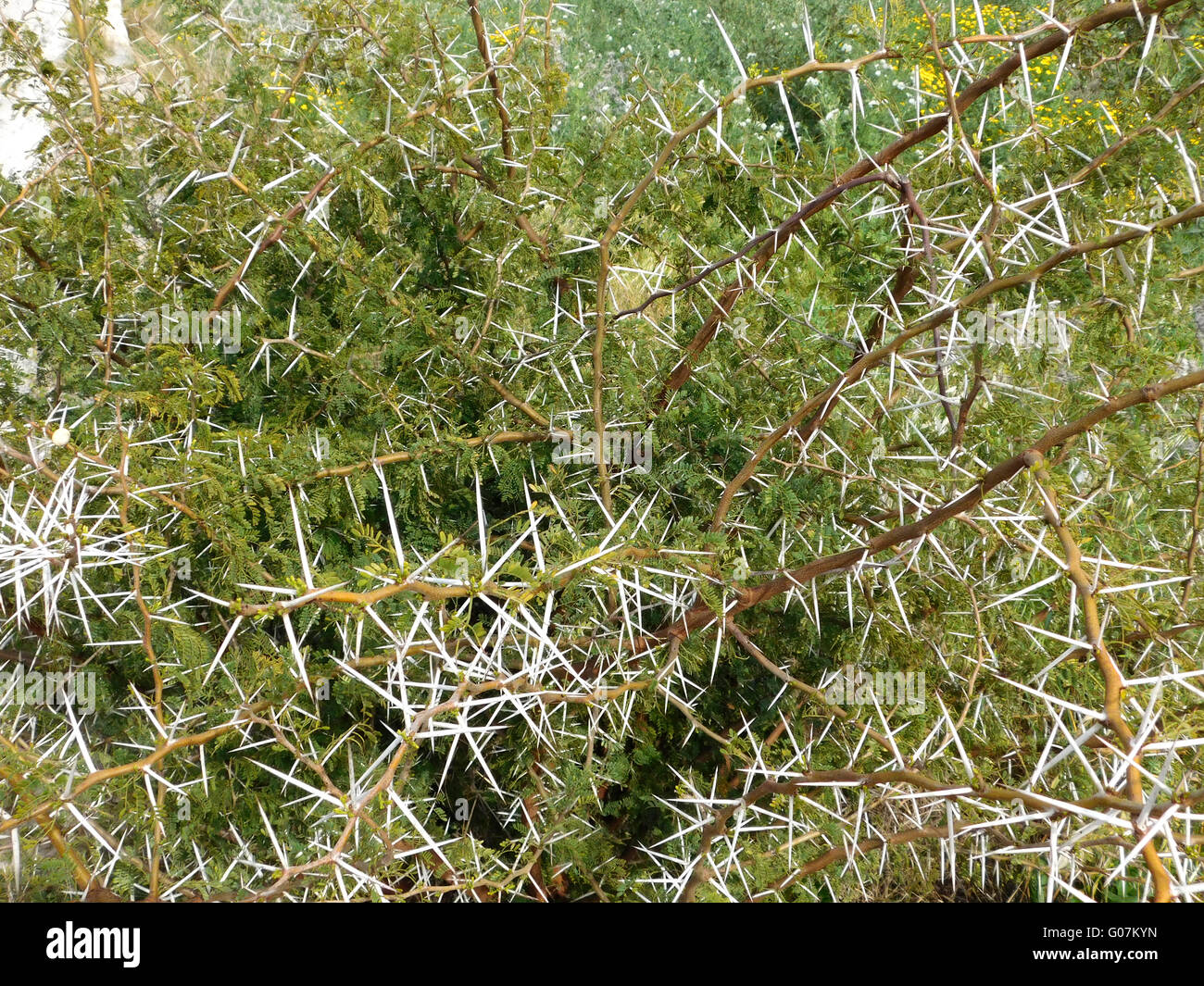 plantes épineuses Banque D'Images