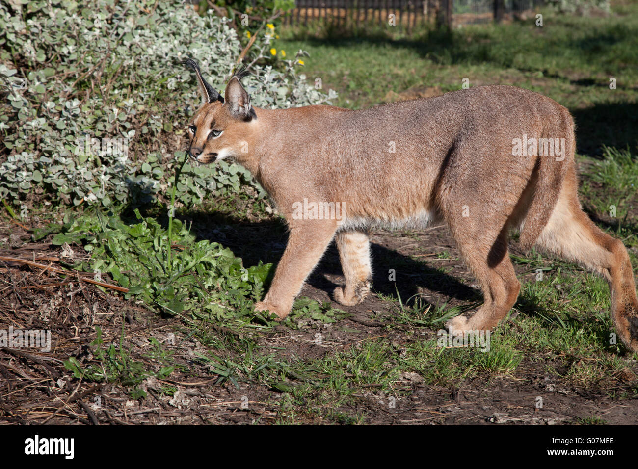 Caracal, Lynx d'Afrique, Afrique du Sud Banque D'Images