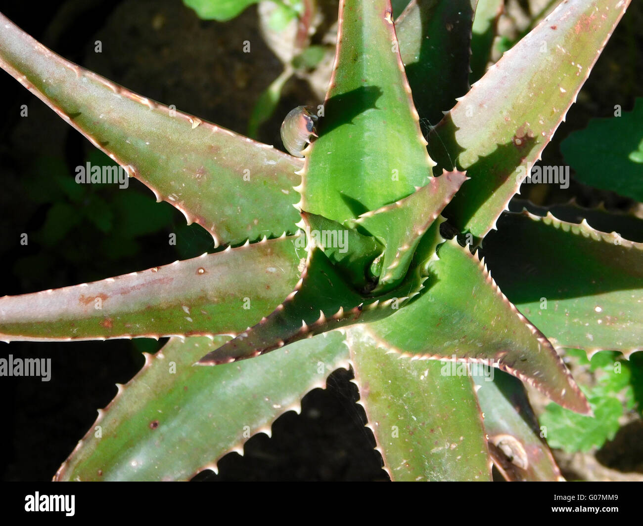 plantes épineuses Banque D'Images