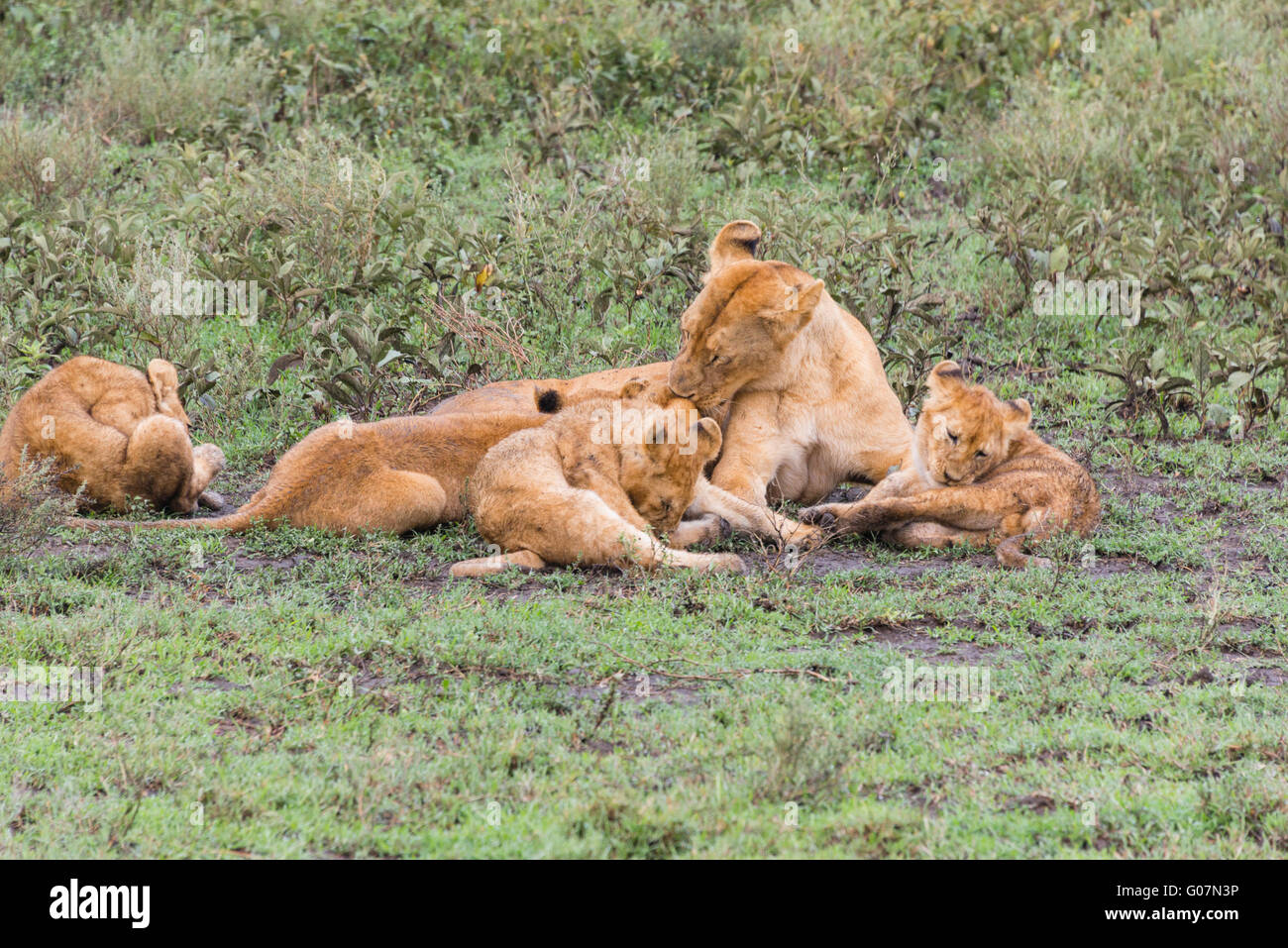 Une lionne et ses petits sur le Serengeti Banque D'Images