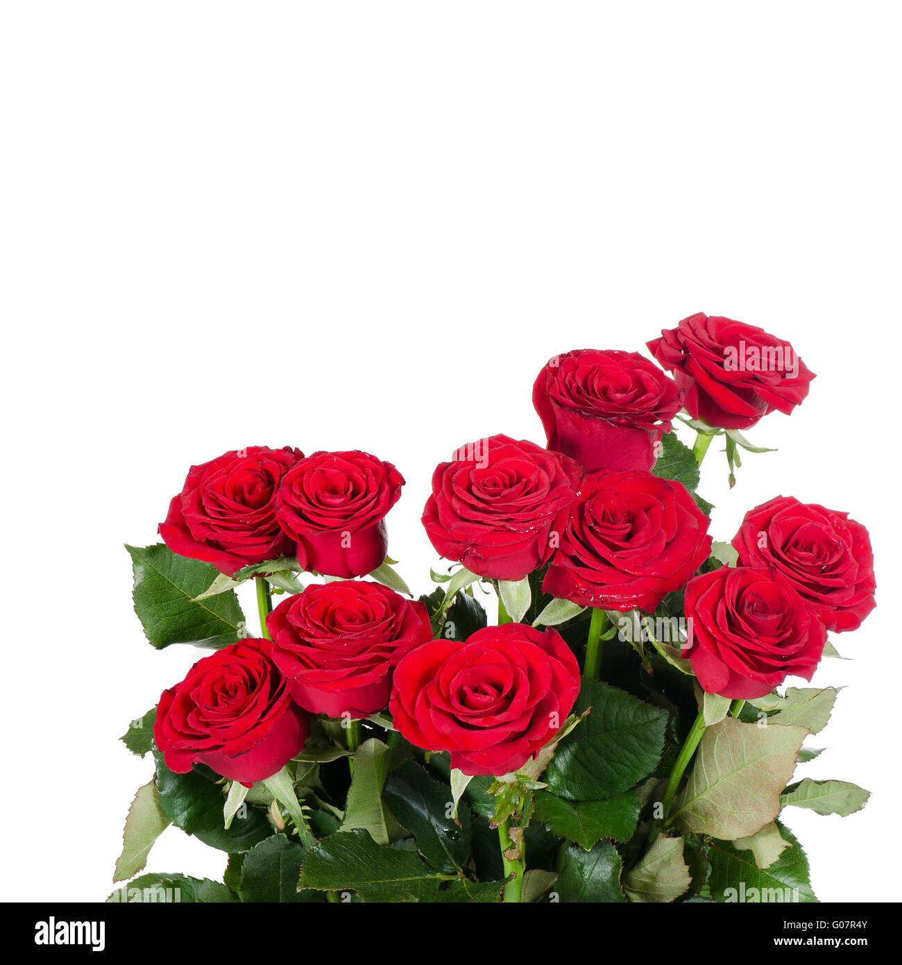 Bouquet de roses rouges isolé sur fond blanc Banque D'Images