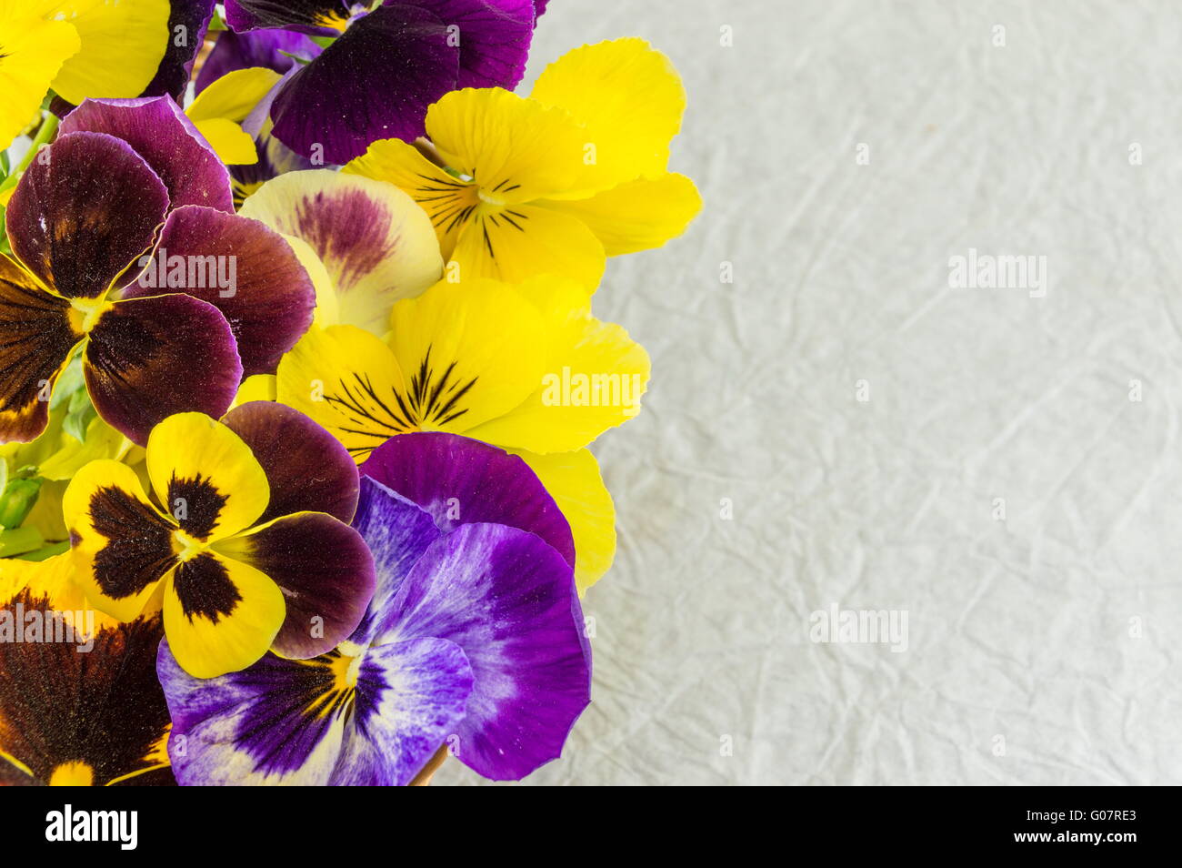 Jaune et violet fleurs sur tissu blanc Banque D'Images