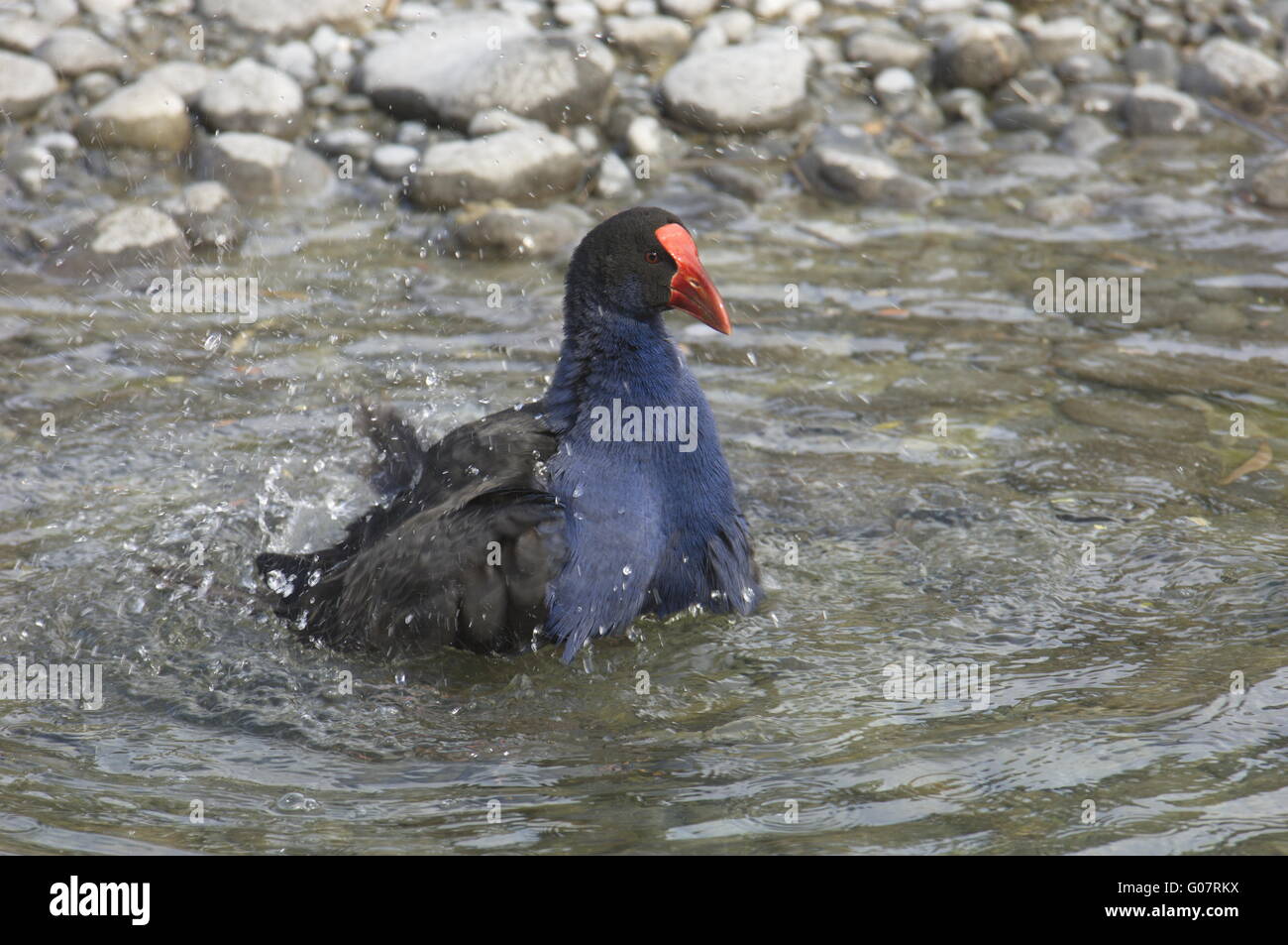 Gallinule poule d’eau Banque D'Images