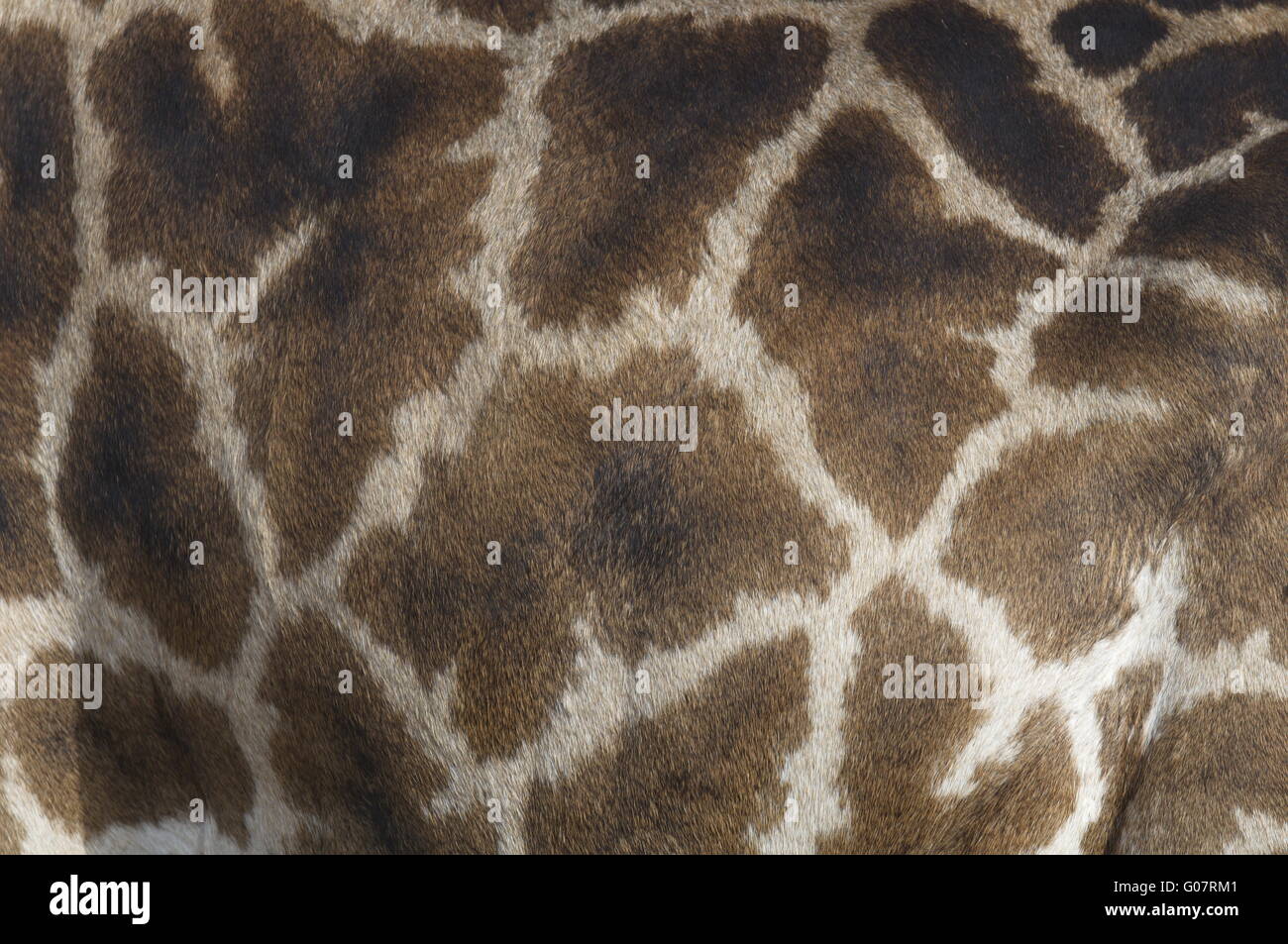 Impression girafe Banque D'Images