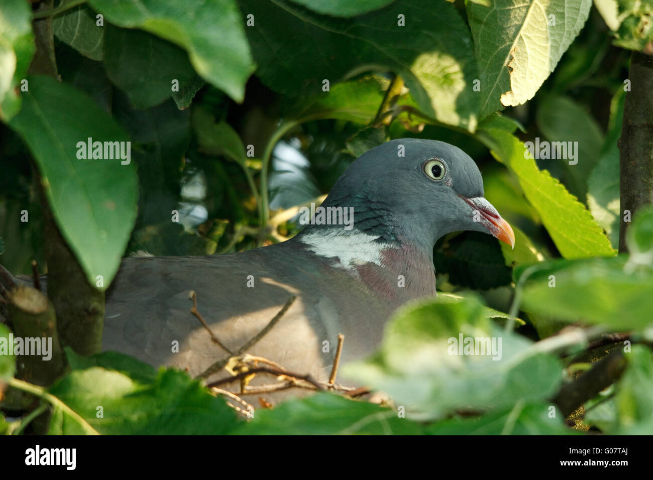 Domaine dove - Columba palumbus Banque D'Images