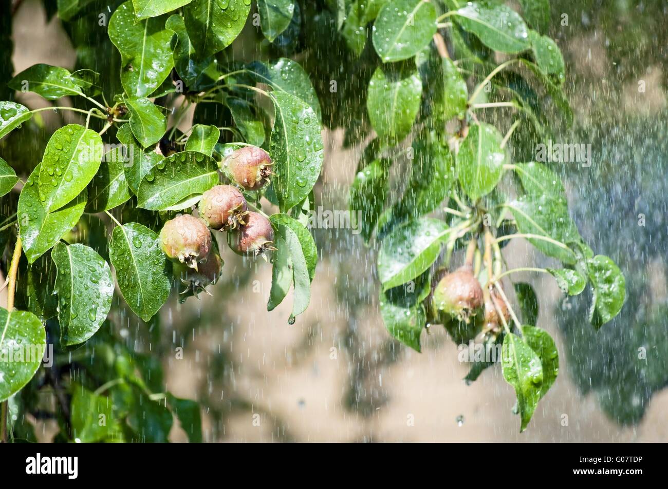 Pluie d'été dans la forêt. milieux naturels Banque D'Images