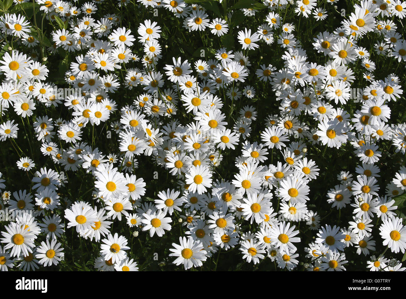 OXEYE DAISY Banque D'Images