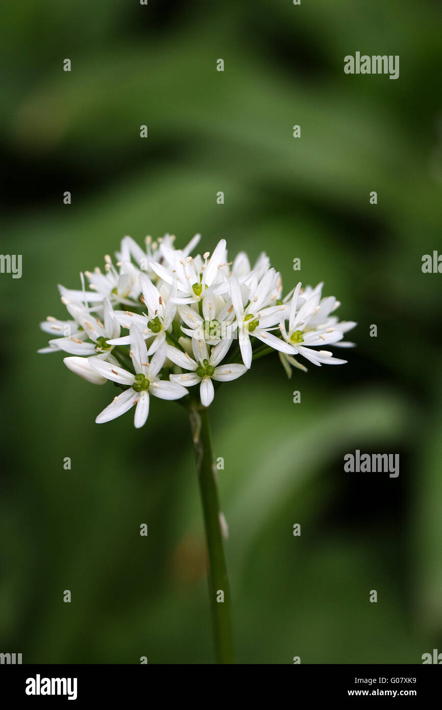 Ail des ours Allium ursinum (fleurs) Banque D'Images