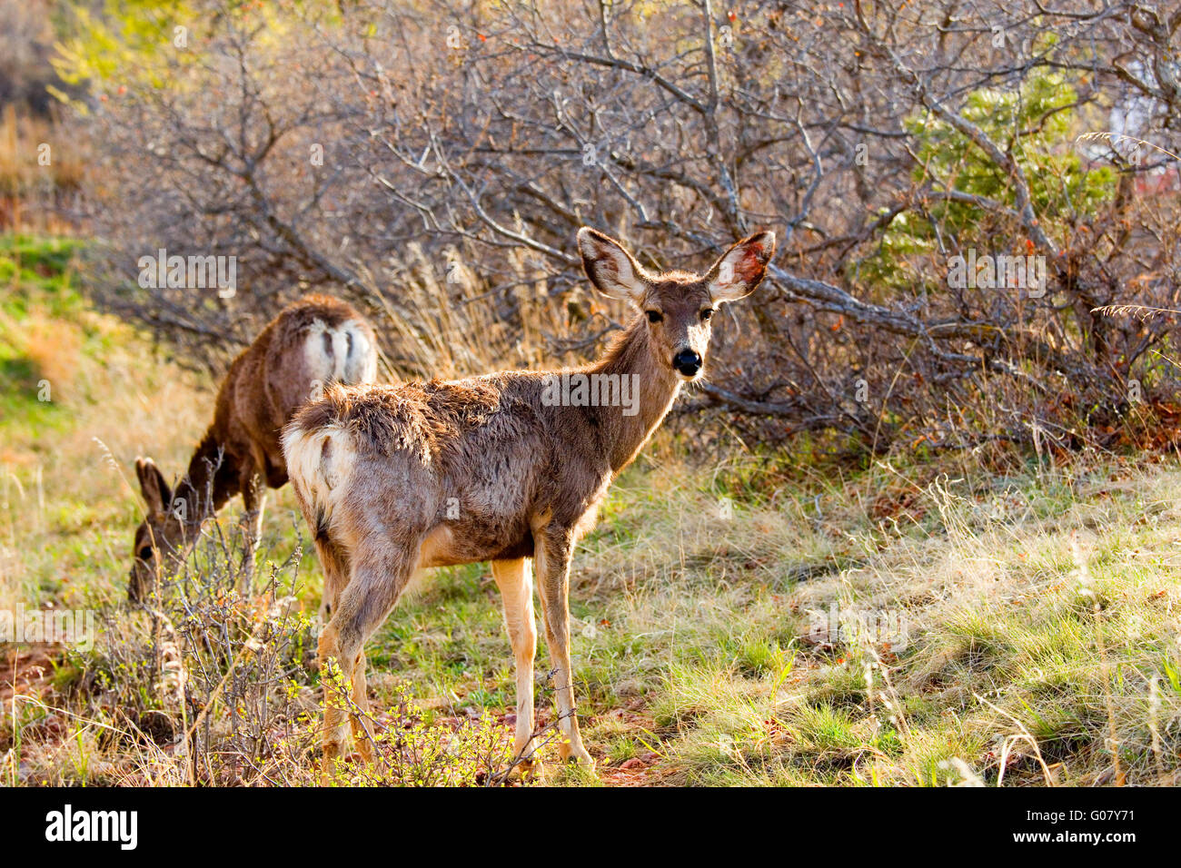 Paire de Mule Deer dans le soleil de l'après-midi Banque D'Images