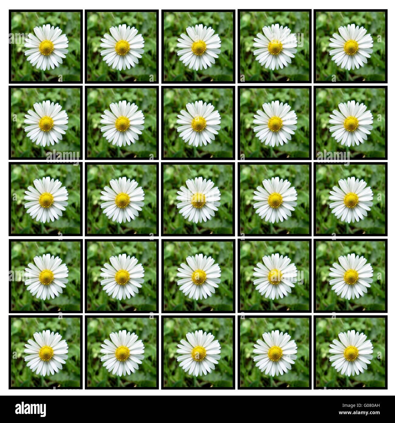 Daisy flowers background Banque D'Images