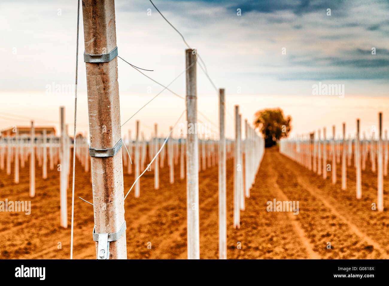 Des rangées de poteaux blancs préfabriqués en béton enfoncés dans le sol pour soutenir le fruit des arbres dans les champs labourés dans l'agriculture moderne Banque D'Images