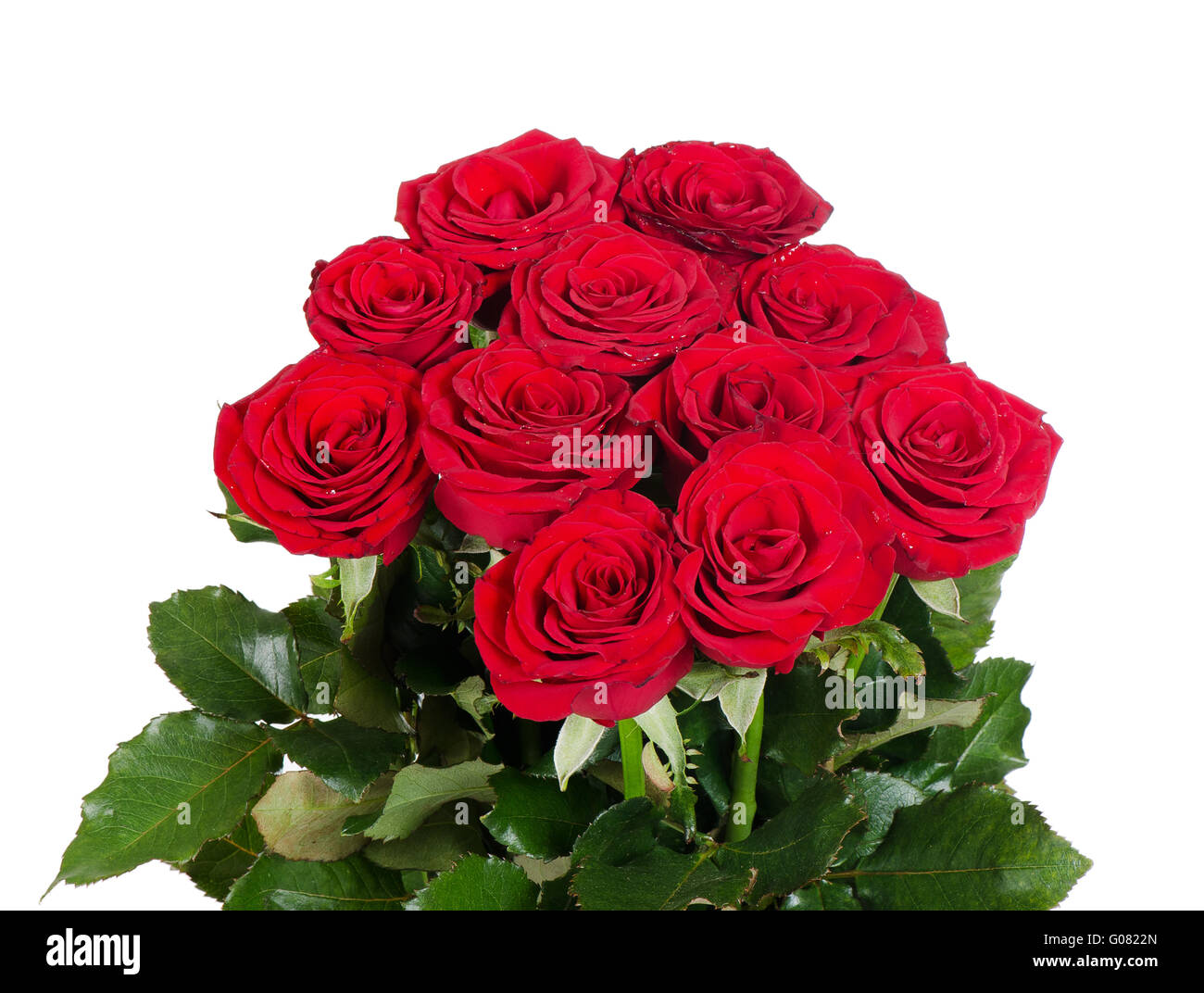 Bouquet de roses rouges isolé sur fond blanc Banque D'Images