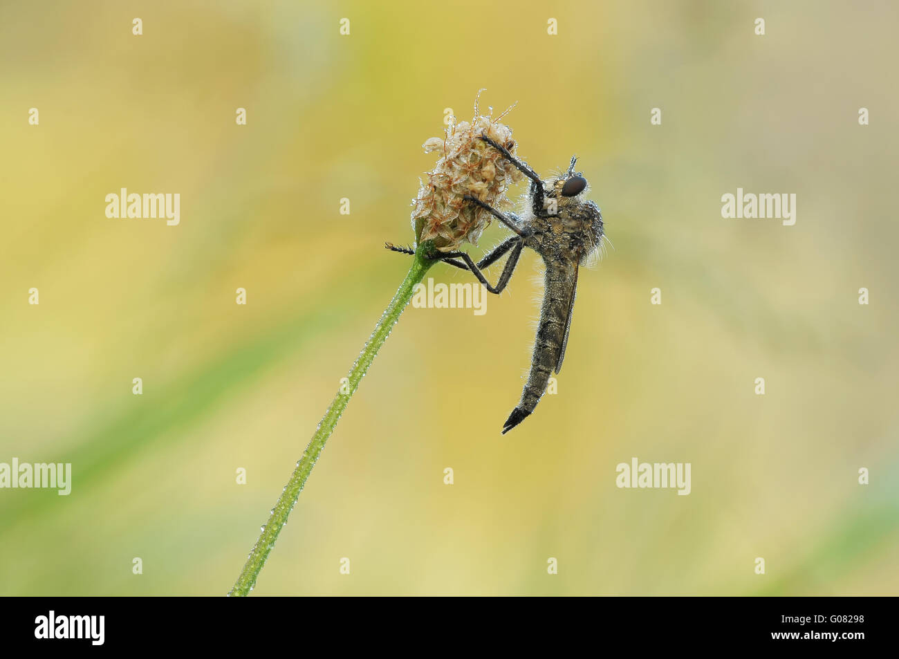 Robber fly Banque D'Images