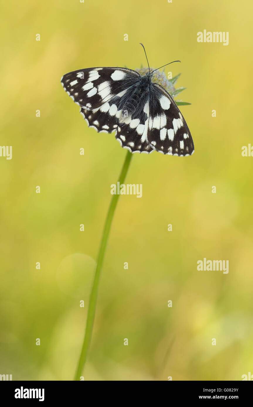 Western marbled white Banque D'Images