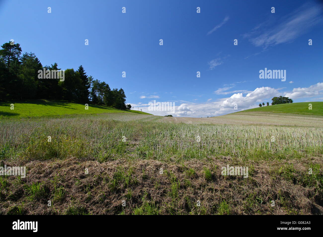 Lac de Constance en Juillet Banque D'Images