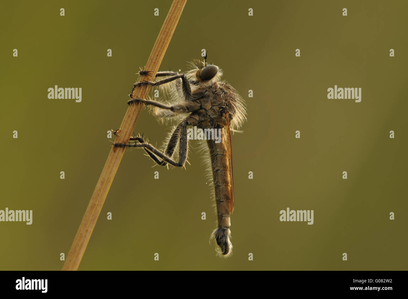 Robber fly Banque D'Images