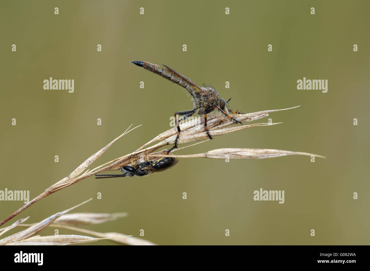 Robber fly Banque D'Images