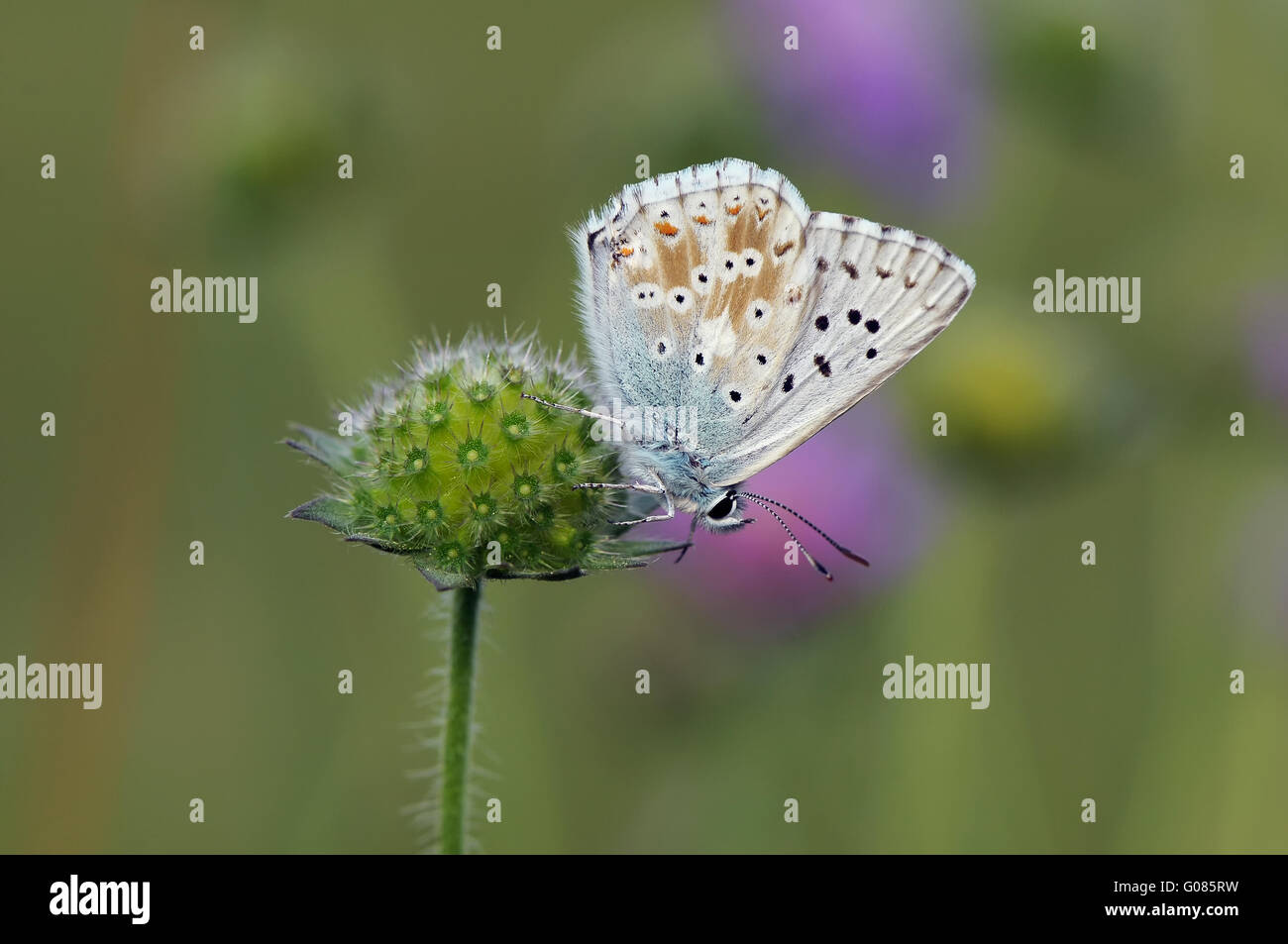 Insectes volants Banque de photographies et d’images à haute résolution — free download