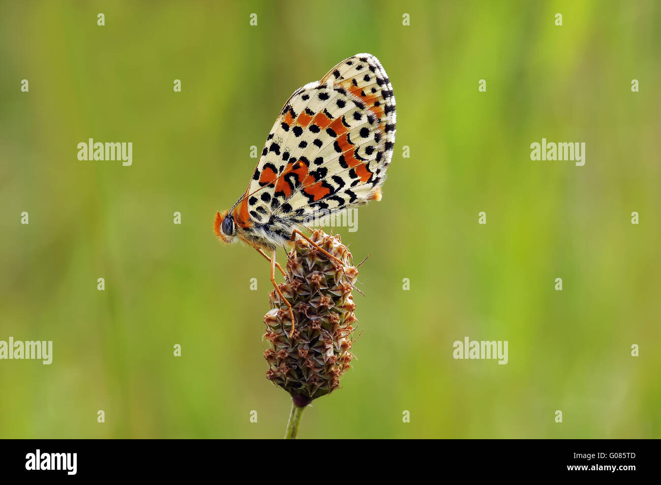 Spotted Fritillary Banque D'Images