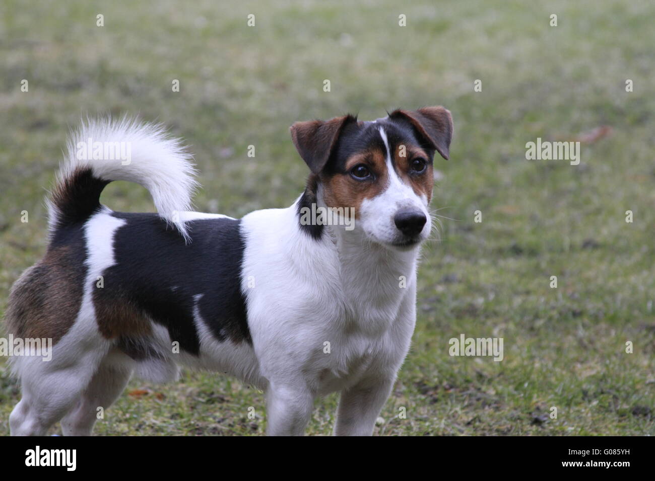 Jack Russell Banque D'Images