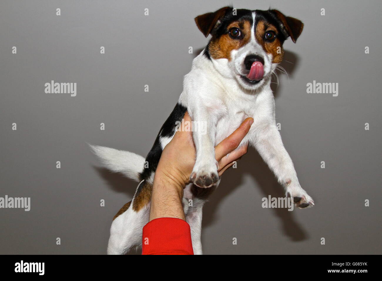 Jack Russell Banque D'Images