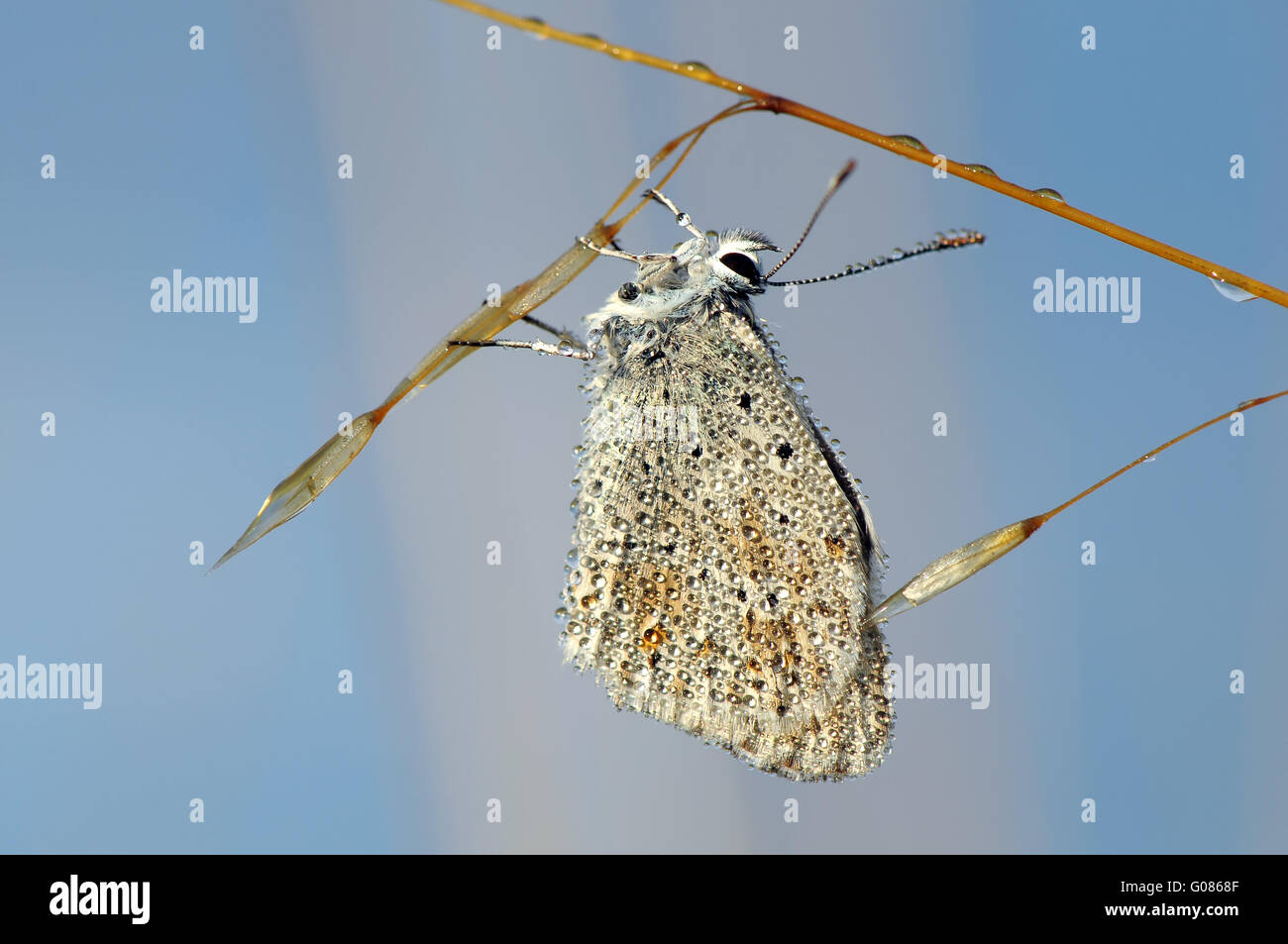 Chalkhill blue avec gouttes d'I Banque D'Images