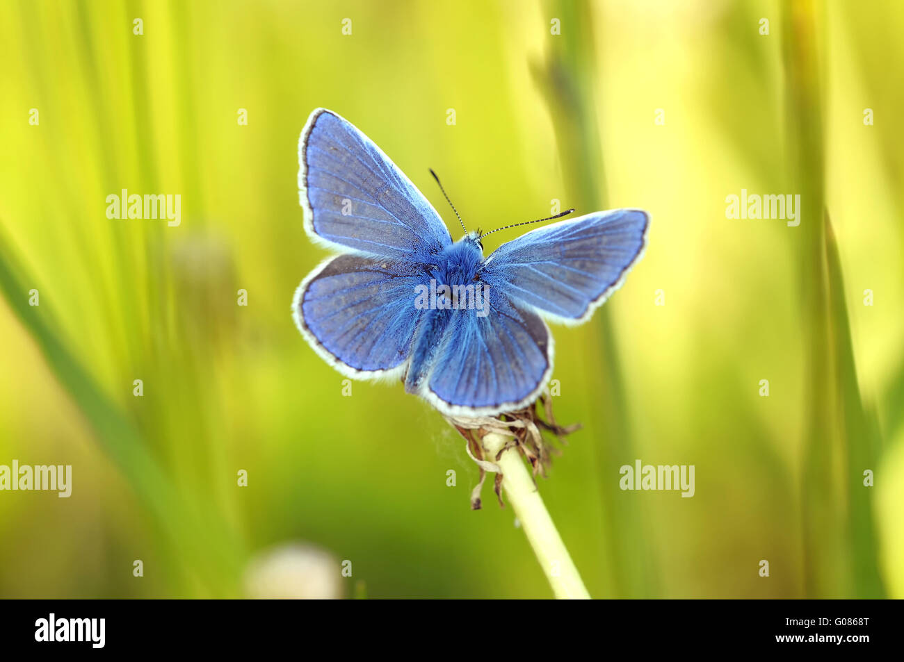 Ouvert bleu commun Banque D'Images