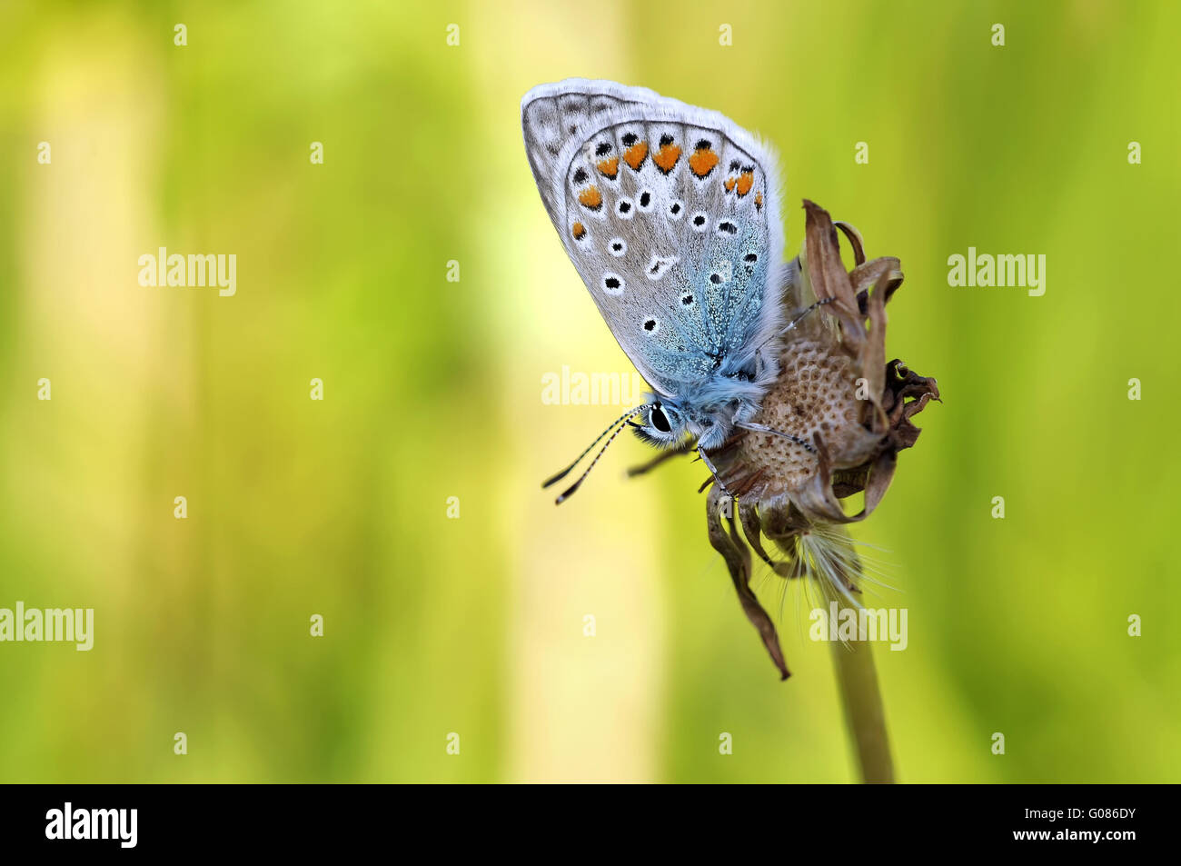 Bleu commun assis Banque D'Images