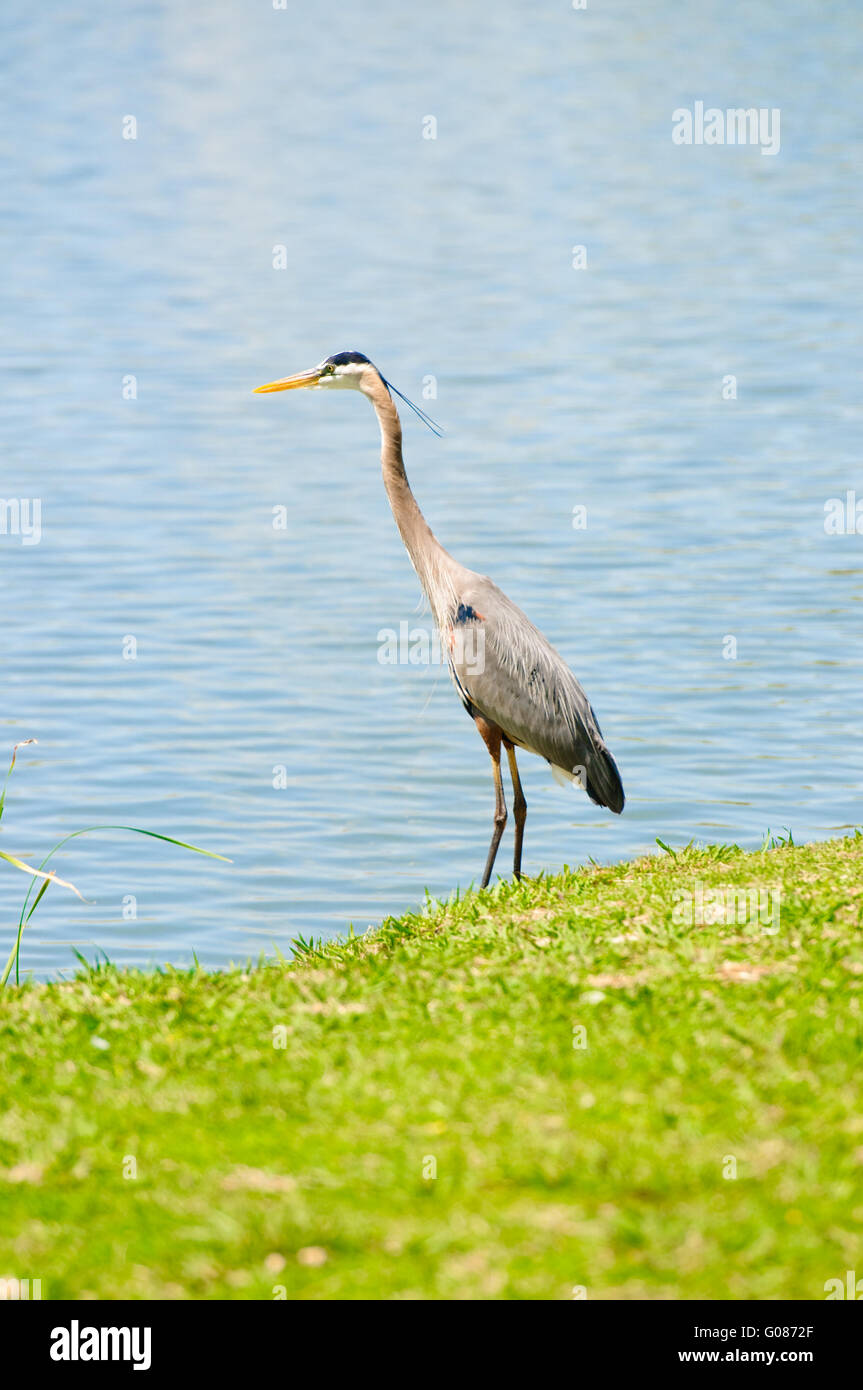 Grue sur le bord d'un lac Banque D'Images