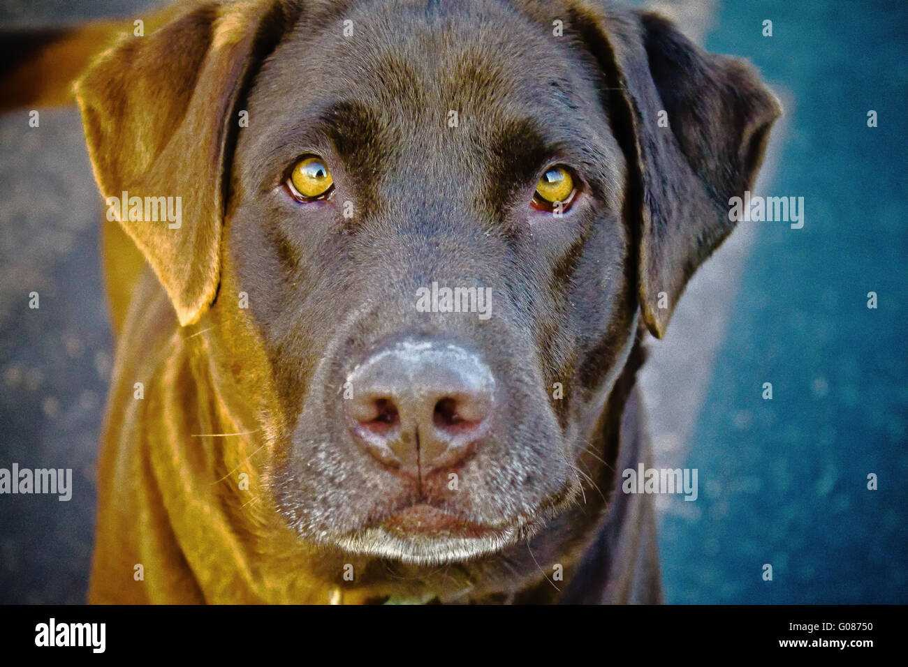 Chien labrador Chocolat Banque D'Images