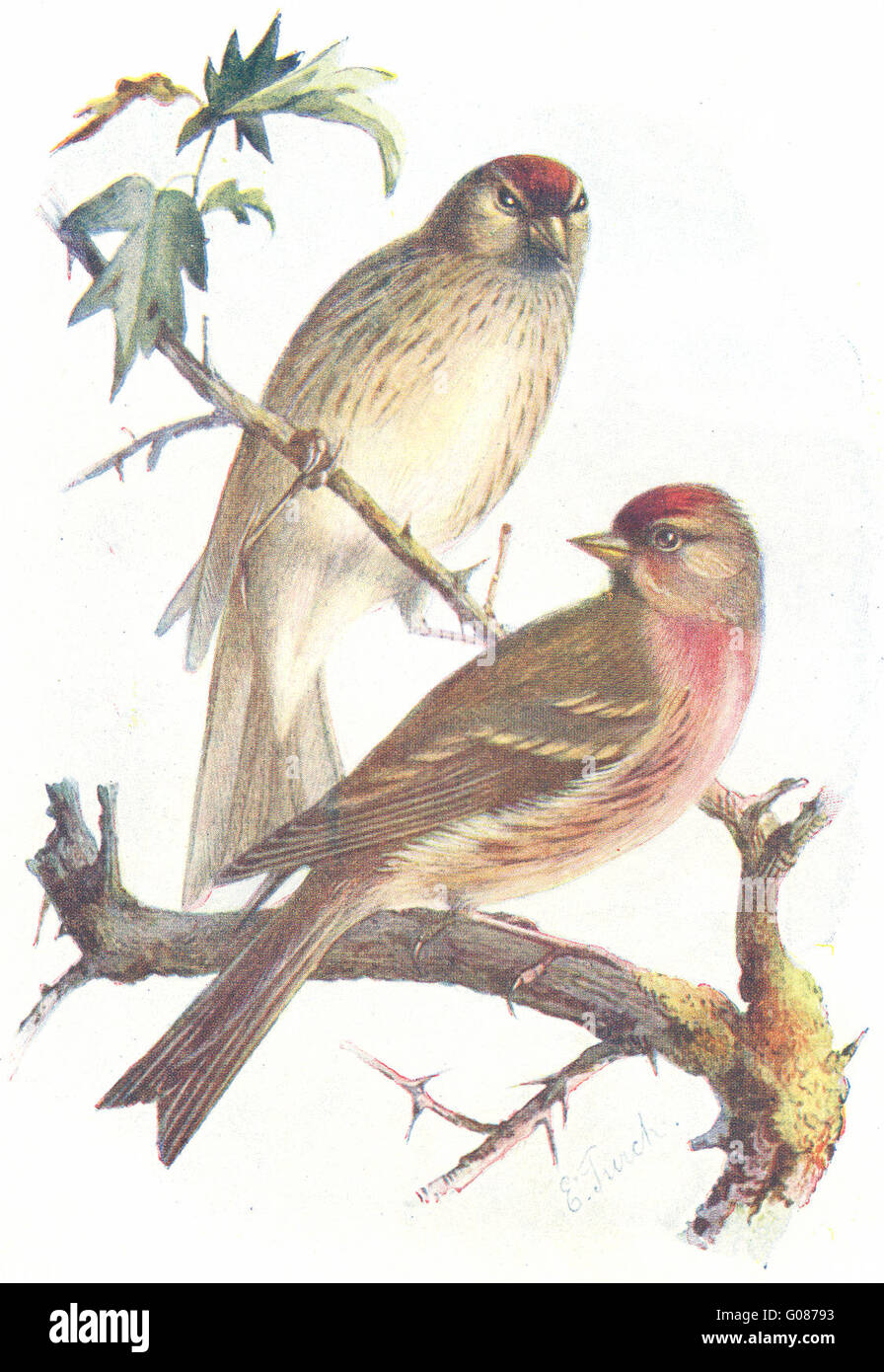 Les oiseaux : Sizerin blanchâtre : hommes et femmes de sizerins()(78), antique print 1901 Banque D'Images