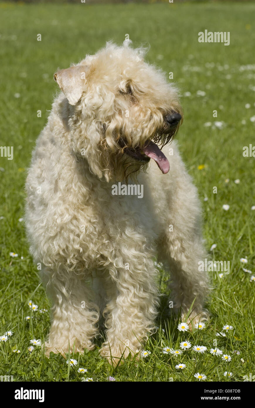 Irish Soft Coated Wheaten Terrierauf Wiese Banque D'Images