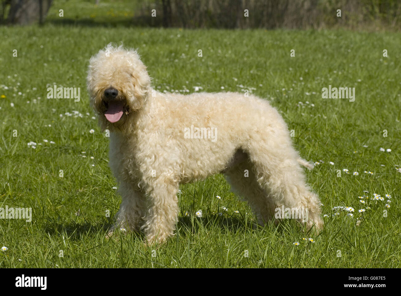 Irish Soft Coated Wheaten Terrierauf Wiese Banque D'Images