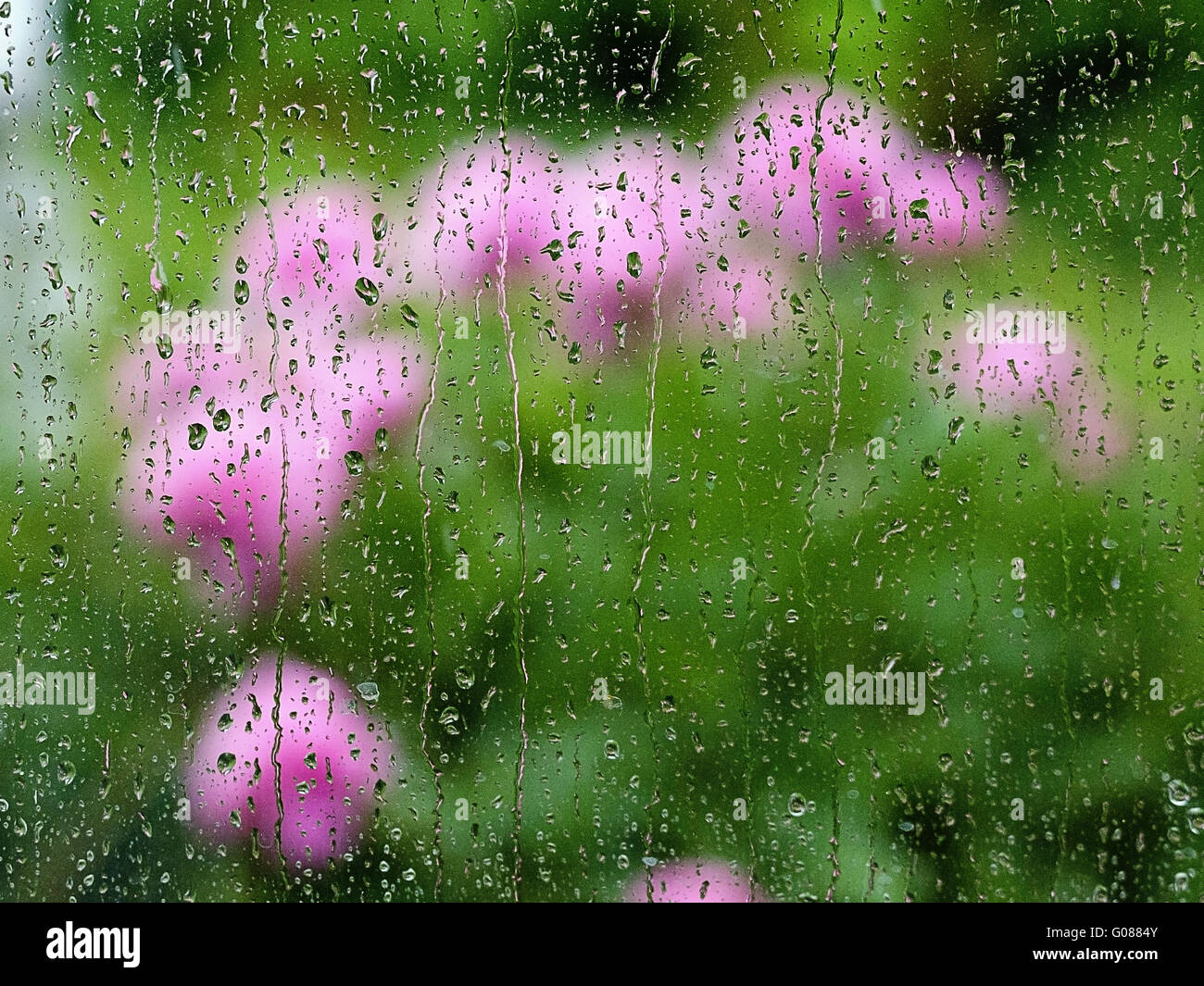Façade de verre avec gouttes de pluie et un bush en fleurs Banque D'Images