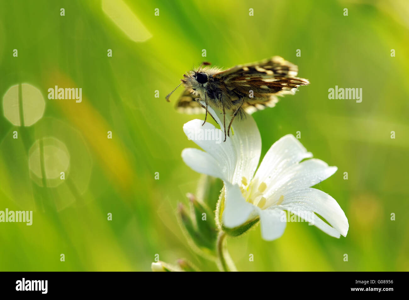 Skipper grisonnants sur fleur blanche IV Banque D'Images