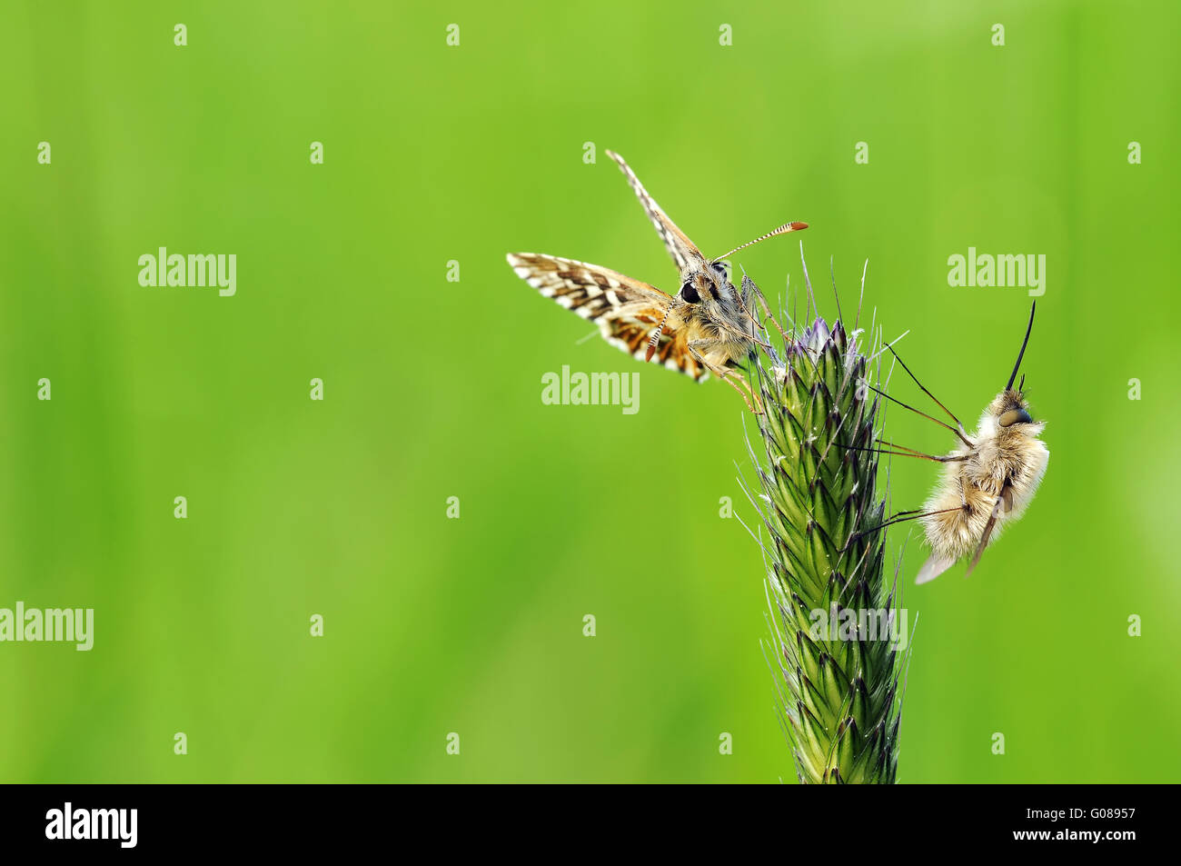 Skipper grisonnants et bee flies Banque D'Images