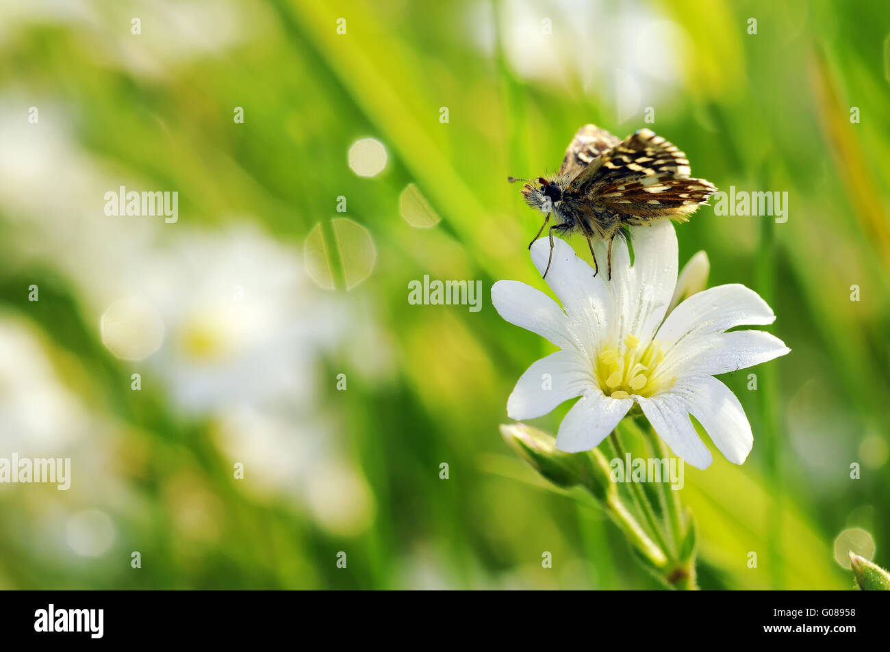 Skipper grisonnants sur fleur blanche III Banque D'Images