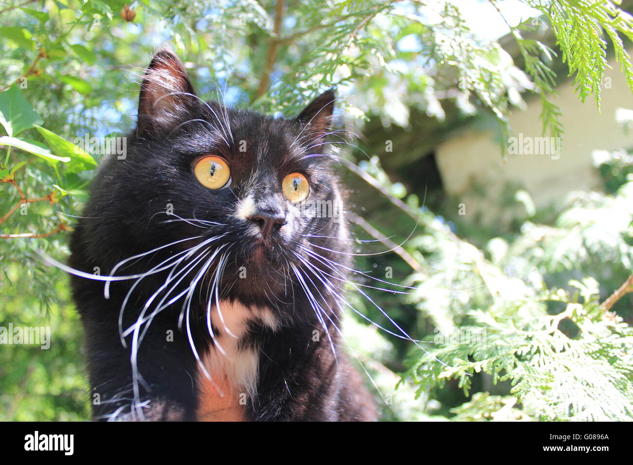 Chat noir avec cravate blanche dans la brousse Photo Stock - Alamy