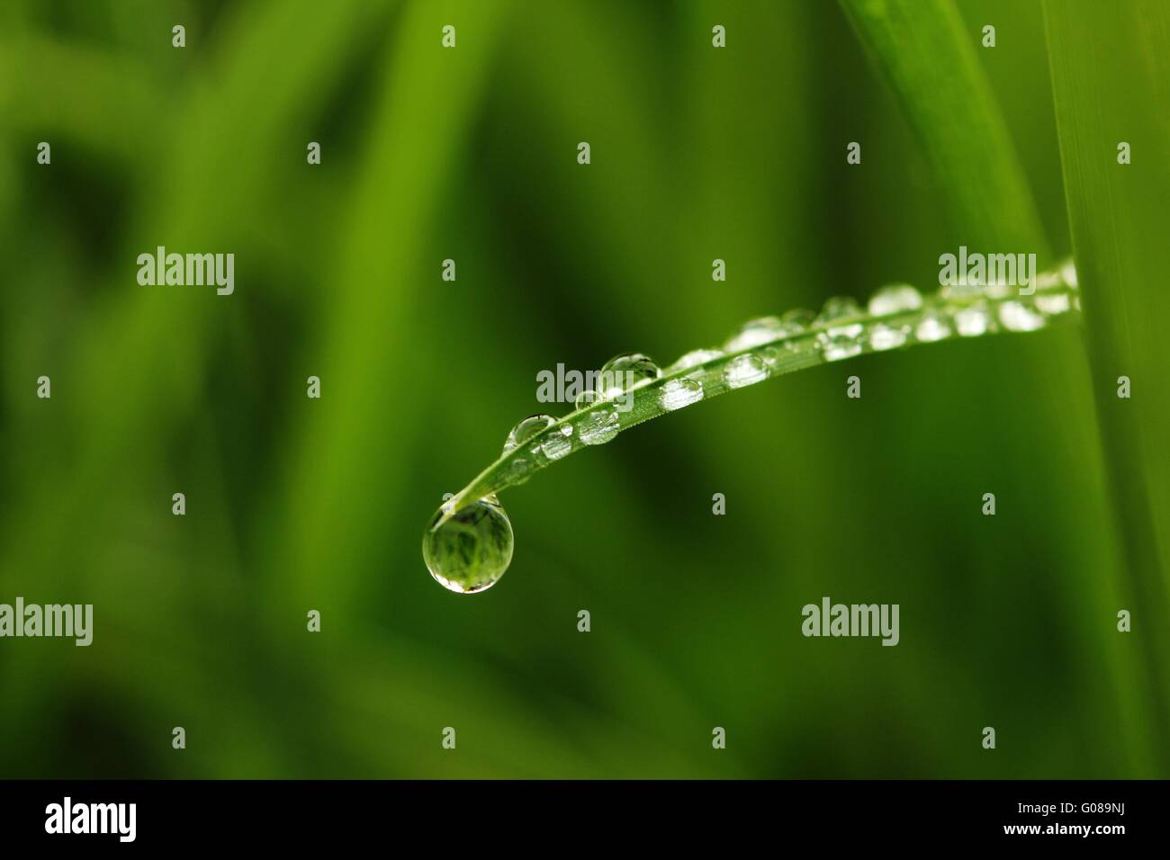 Brin d'herbe Banque de photographies et d’images à haute résolution - Alamy