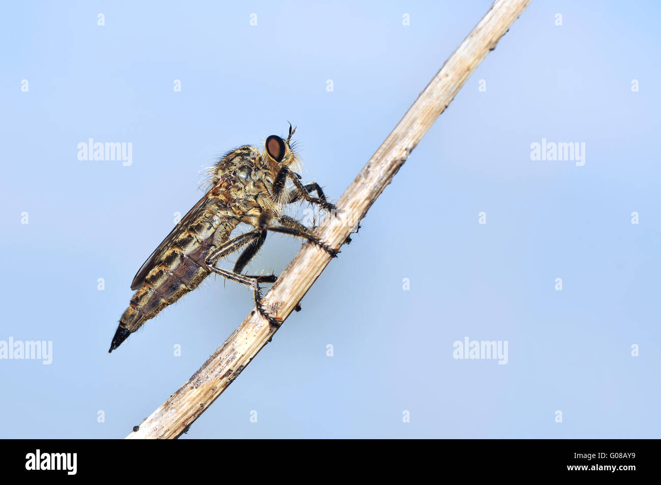 Robber fly Banque D'Images