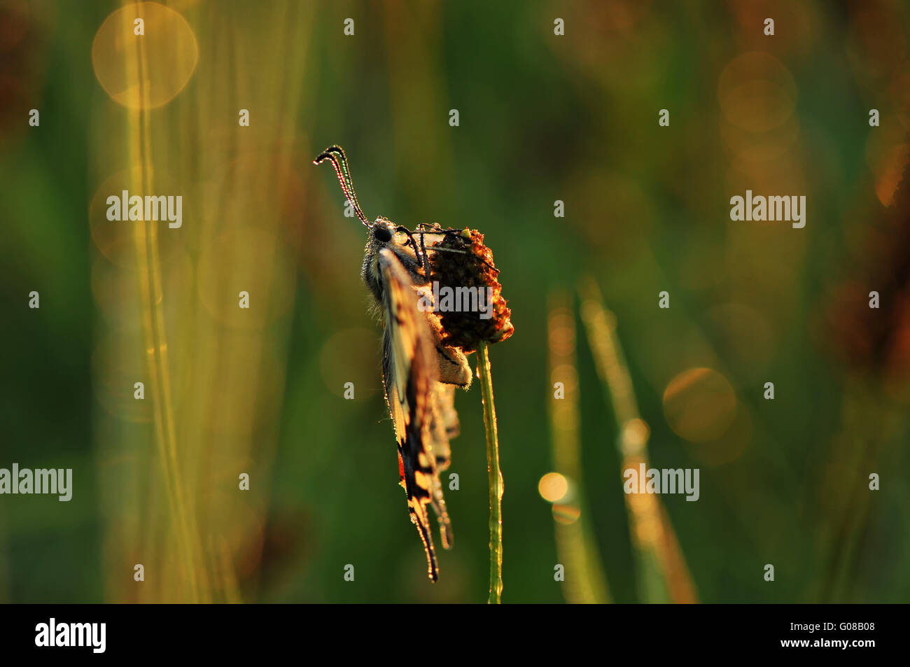 Machaon jaune commun à l'aide de fusées éclairantes Banque D'Images