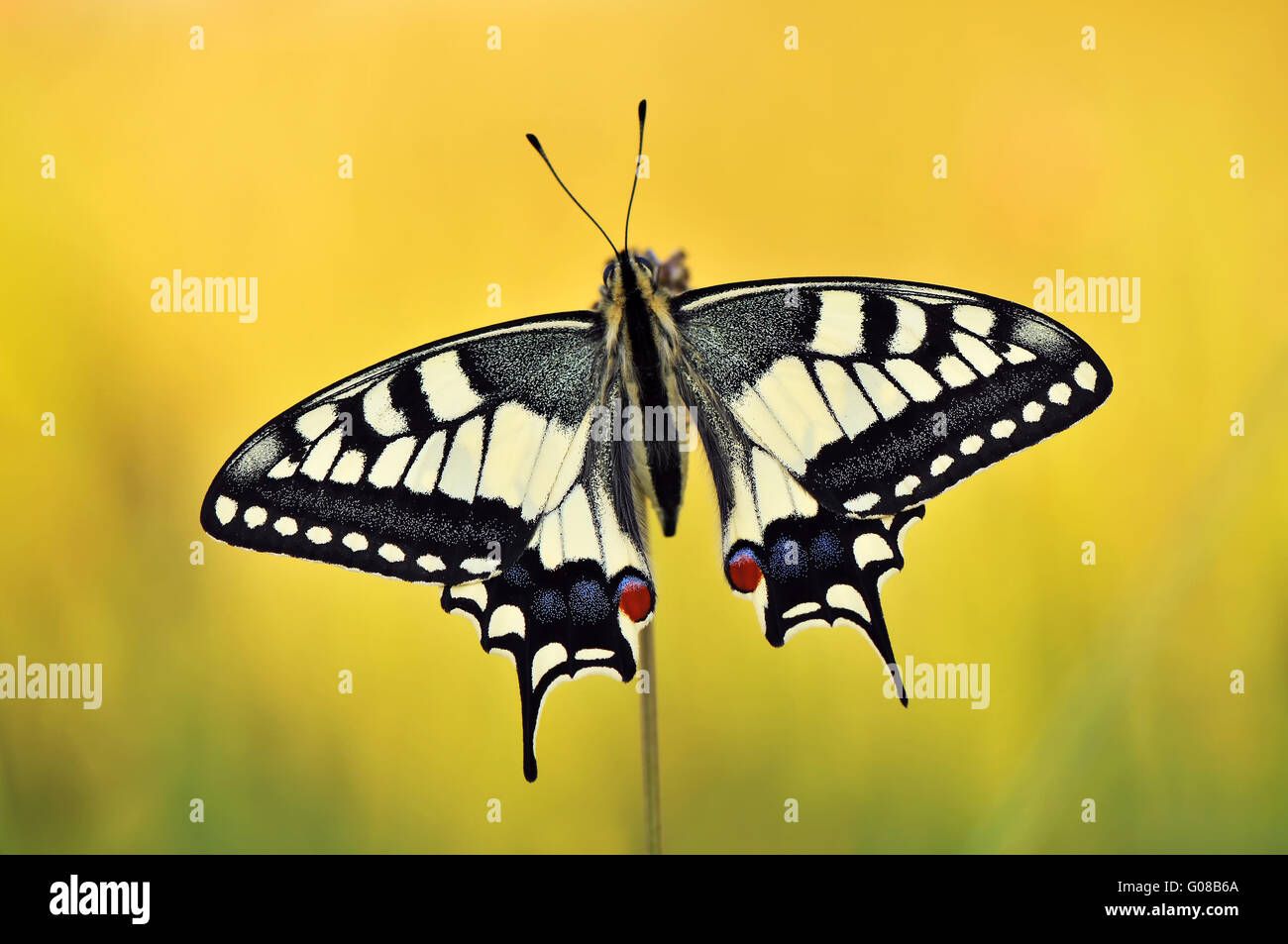 Machaon jaune commun à fond jaune Banque D'Images