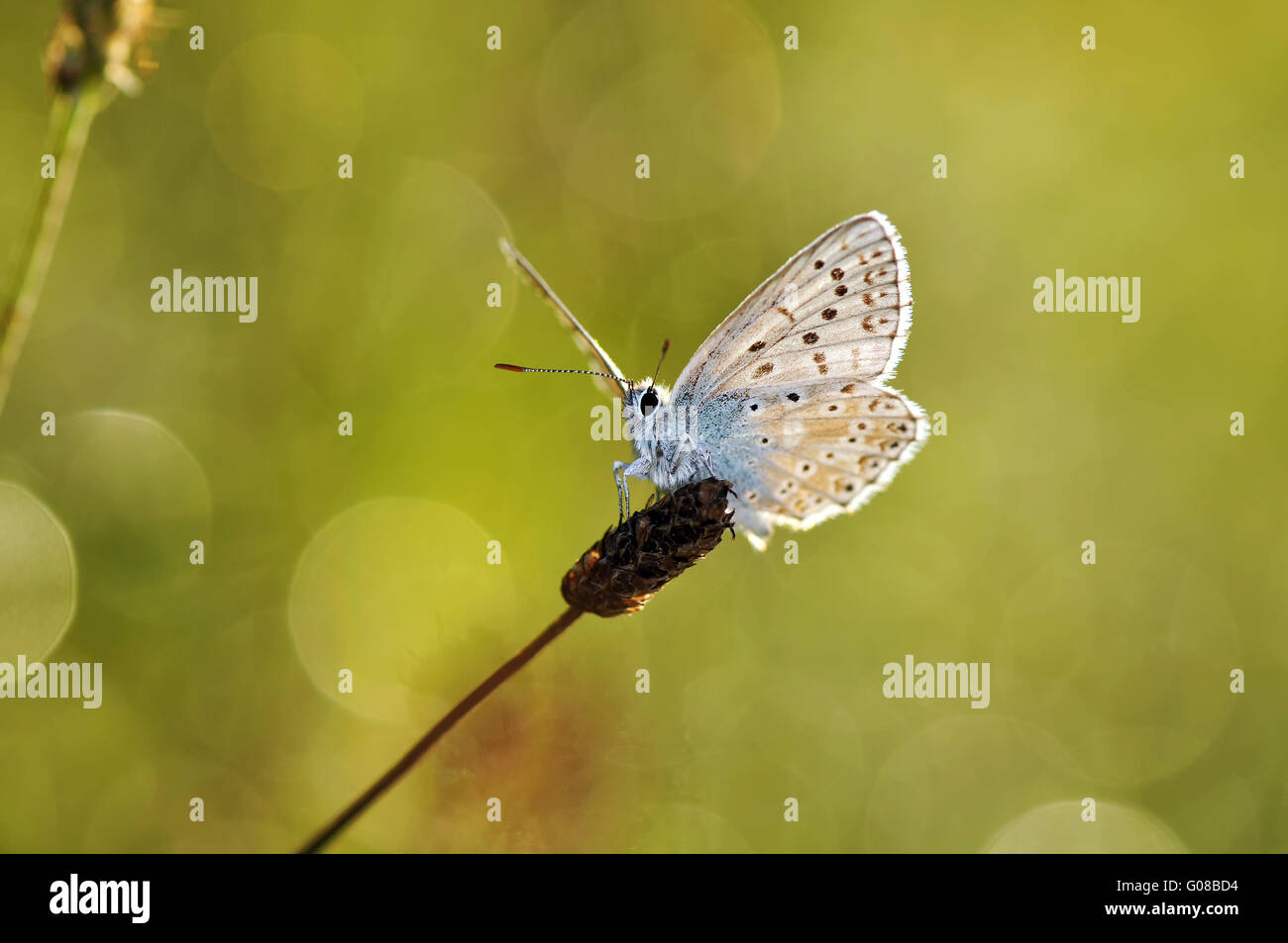 Chalkhill blue à l'aide de fusées éclairantes Banque D'Images