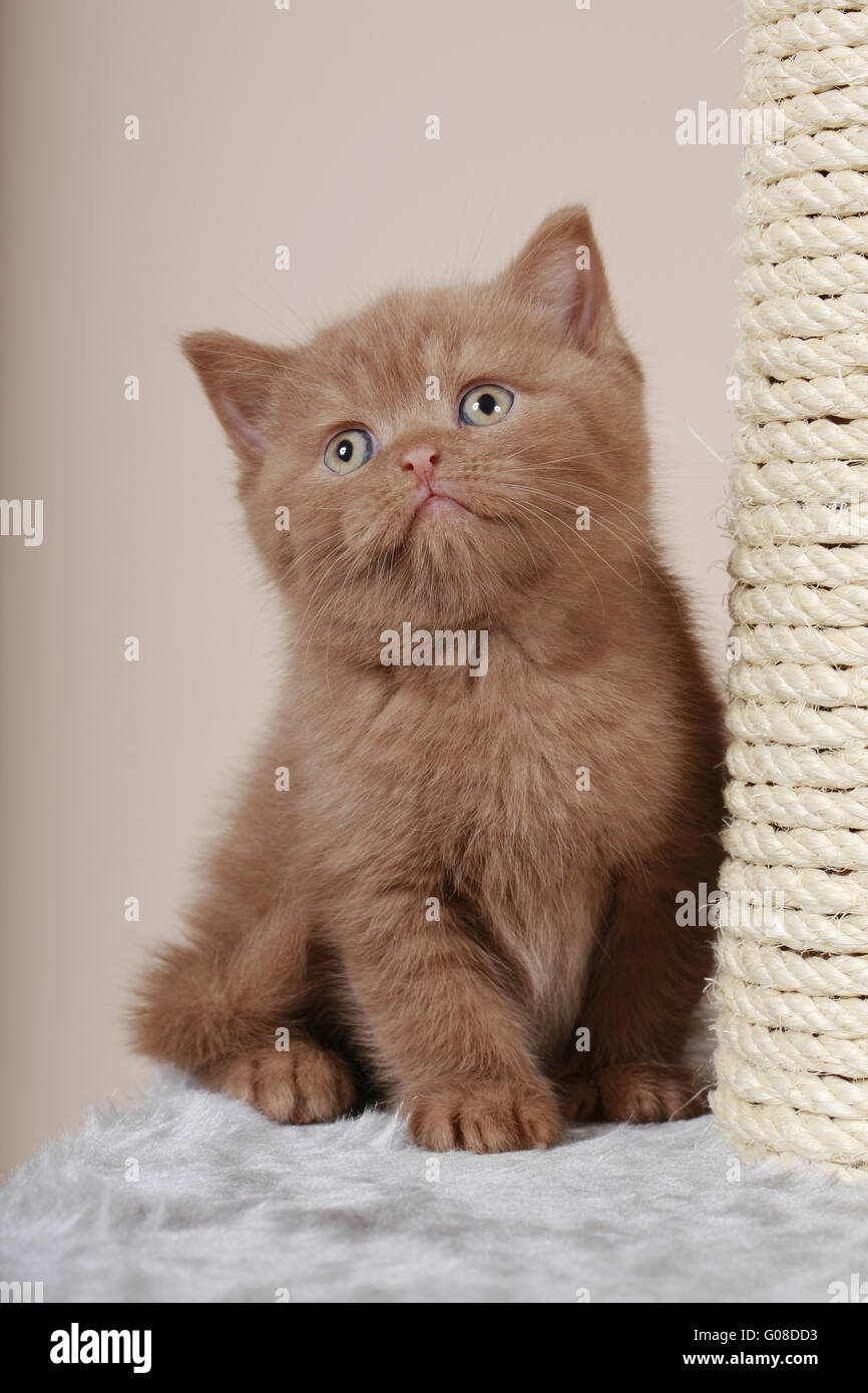 Chaton British Shorthair Banque D'Images