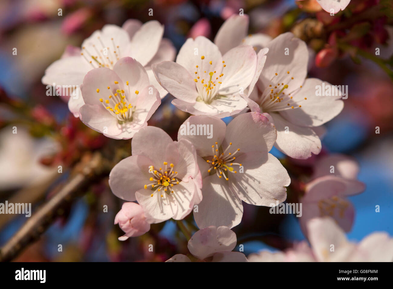 Fleur de cerisier blanc, printemps, ciel bleu, Prunus sp. Banque D'Images