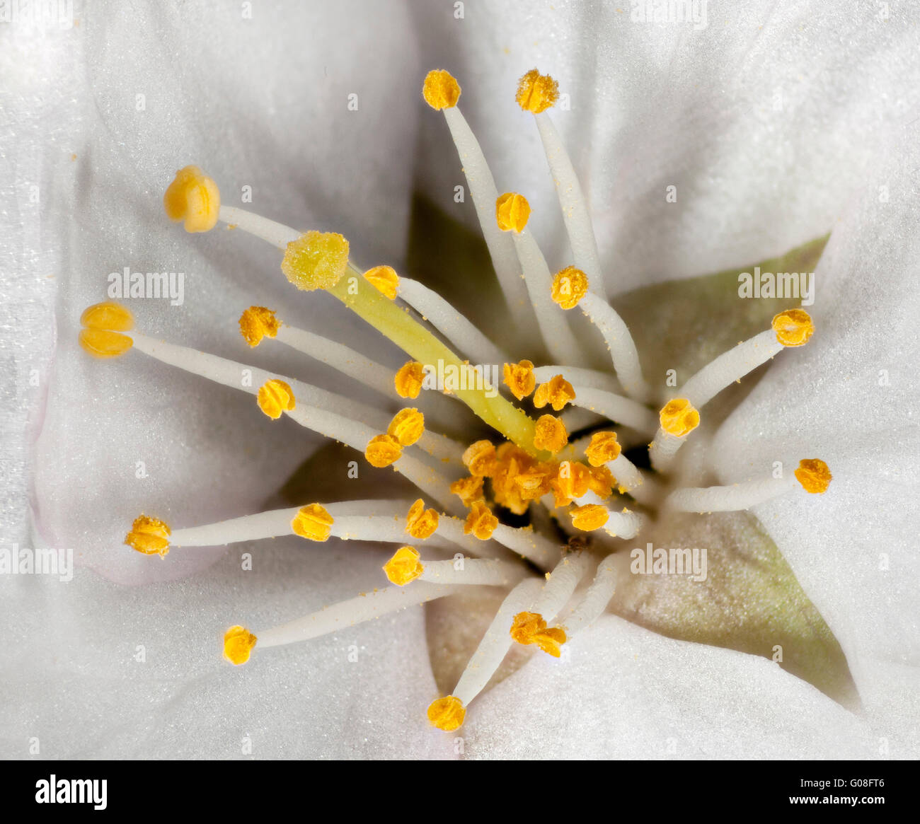 Macro haute vue d'une fleur de Prunus montrant le pollen des anthères laden, les étamines, la stigmatisation Banque D'Images
