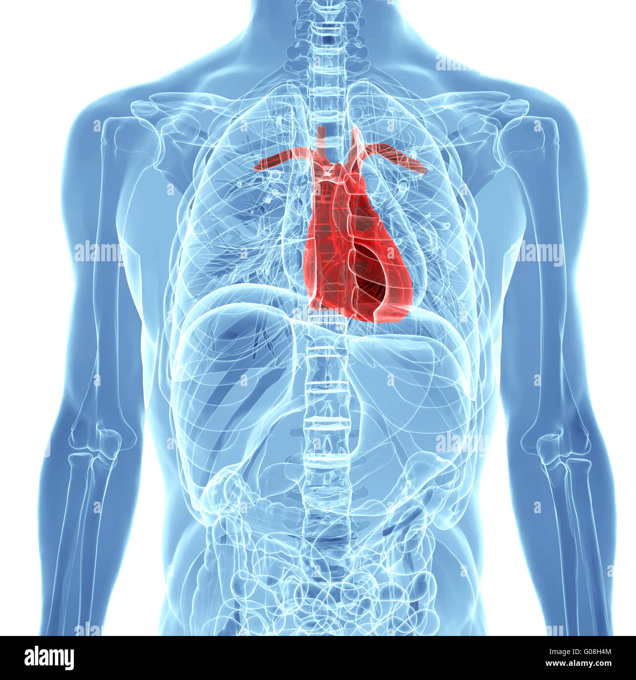 Les droits de l'anatomie cardiaque Banque D'Images