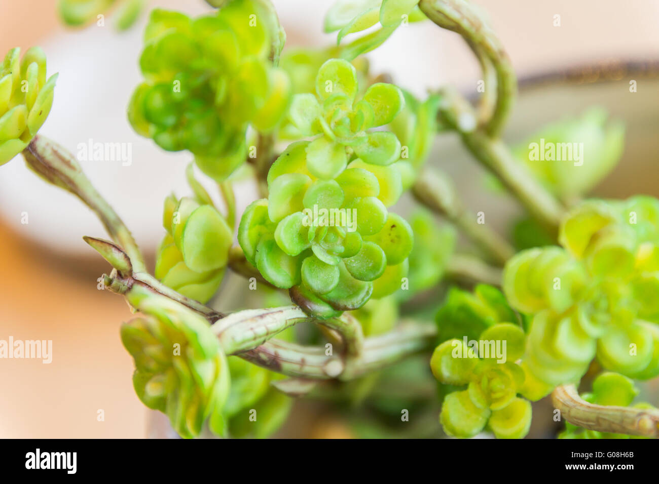 Petite plante sur le bois dans le pot par selective focus Banque D'Images