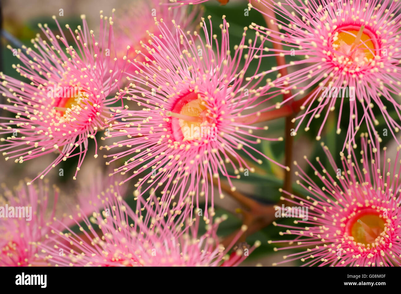 Corymbia ficifolia rose pâle Banque D'Images