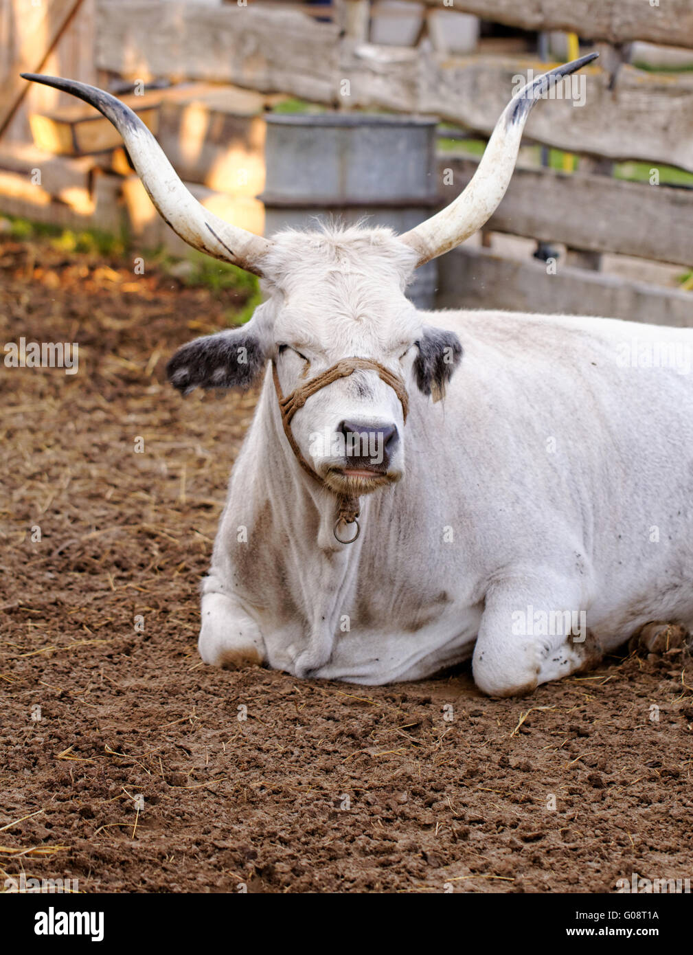 Hongrois de ruminants bovins gris bull dans le corral Banque D'Images